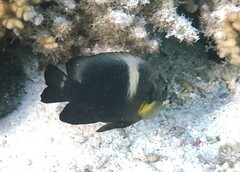 Chrysiptera biocellata