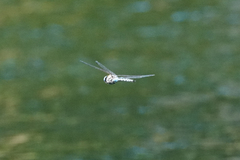 Rhionaeschna multicolor