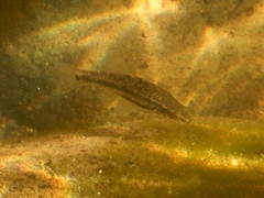Rhinichthys osculus