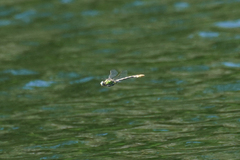 Ophiogomphus occidentis