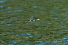Ophiogomphus occidentis