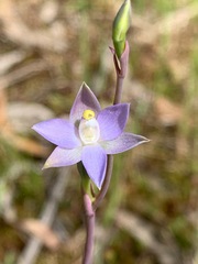 Thelymitra pallidifructus