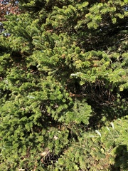 Abies koreana