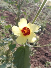 Hibiscus calyphyllus
