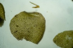 Nardia scalaris