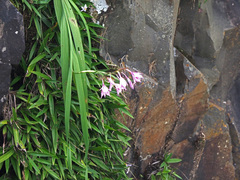 Gladiolus microcarpus