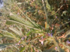 Hygrophila auriculata