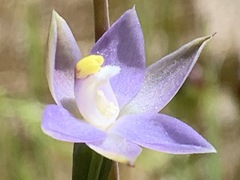 Thelymitra pallidifructus