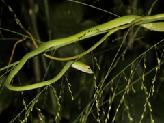 Ahaetulla prasina
