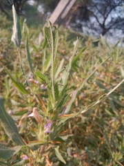 Hygrophila auriculata