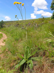 Berkheya setifera
