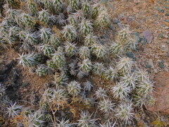 Grusonia clavata