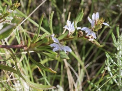 Scaevola globulifera
