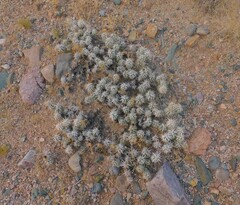 Grusonia clavata