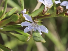 Scaevola globulifera