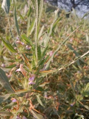 Hygrophila auriculata