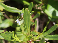 Scaevola globulifera