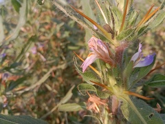 Hygrophila auriculata