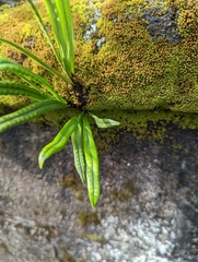 Lepisorus thunbergianus