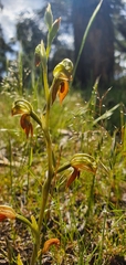 Pterostylis squamata