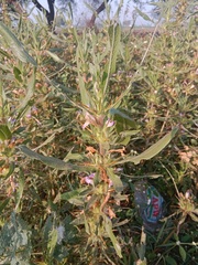 Hygrophila auriculata