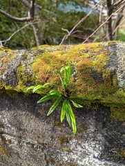 Lepisorus thunbergianus