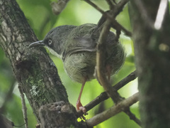 Apalis thoracica
