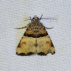 Cobubatha dividua