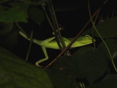 Bronchocela jubata