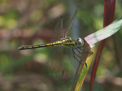 Trithemis stictica