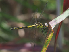 Trithemis stictica