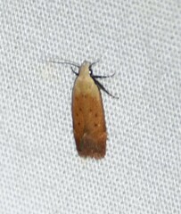 Anacampsis fullonella