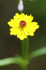 Coreopsis leavenworthii