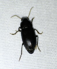 Harpalinae