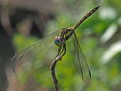 Trithemis stictica