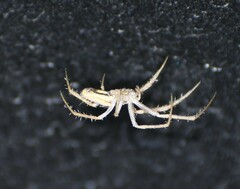 Larinia