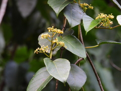 Cissus vinosa