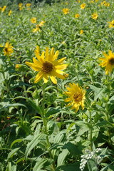 Arnica sachalinensis