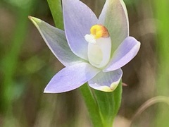 Thelymitra pallidifructus