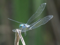Trithemis stictica