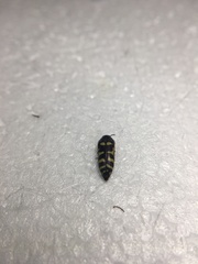 Acmaeodera alicia