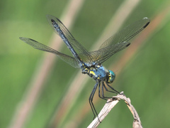 Trithemis stictica