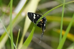 Phalaenoides tristifica