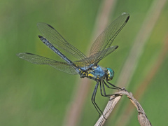 Trithemis stictica