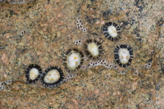 Siphonaria pectinata