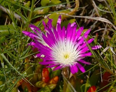 Ruschieae
