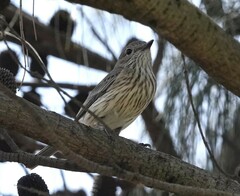 Rufous Whistler photo 6