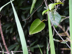 Cissus vinosa