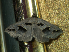Tephriopis divulsa