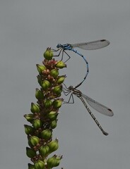 Austrolestes annulosus